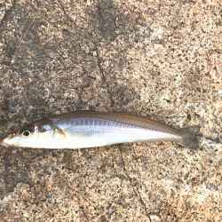 姫路キス釣り（2019-1）