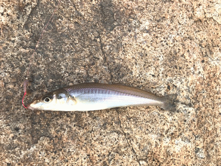 姫路キス釣り（2019-1）