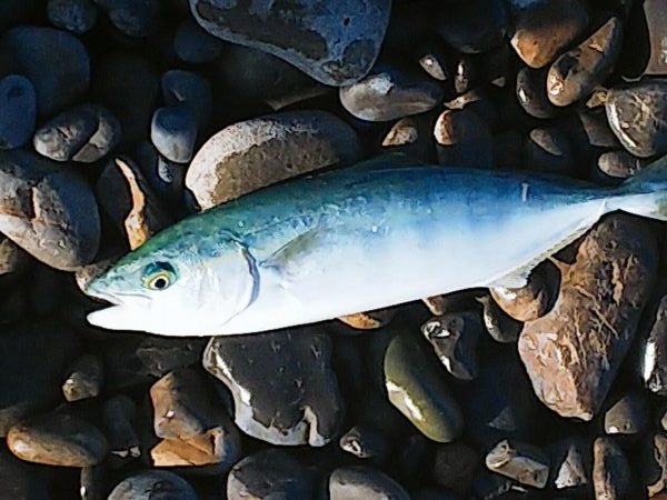 ハンマープライス