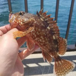 久しぶりのアジュール