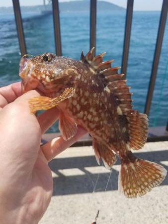 久しぶりのアジュール