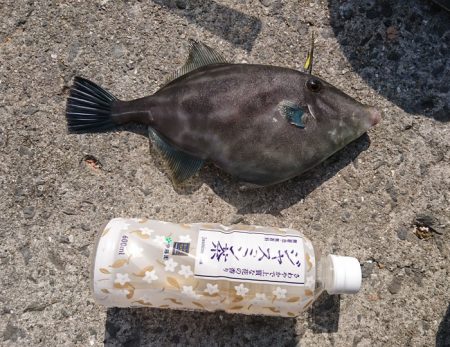 ウマズラゲット