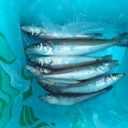 きすの天ぷらが食べたくて!!