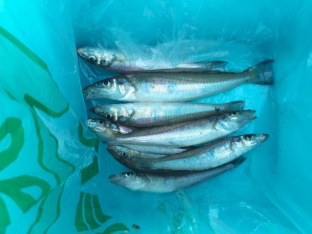 きすの天ぷらが食べたくて！！