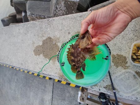 今日もがっちゃん