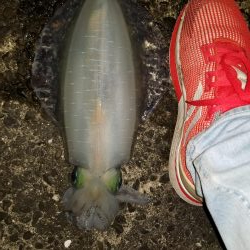 チビよく釣れるわー！