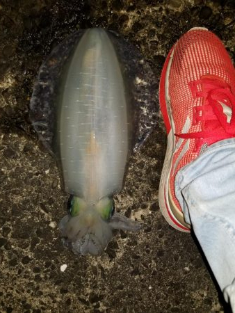 チビよく釣れるわー！