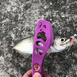 坊勢アジング(2019-4)