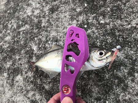 坊勢アジング(2019-4)