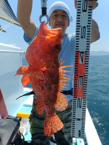 ど迫力　オニカサゴ　2kg 52cm！