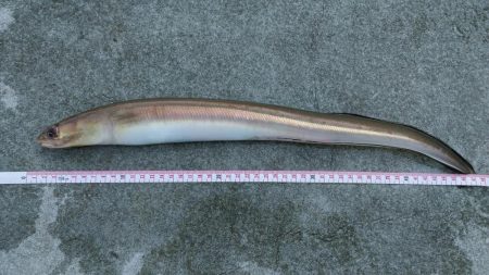 和歌山マリーナシティで投げ釣り