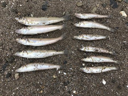 早朝からキス引き釣り