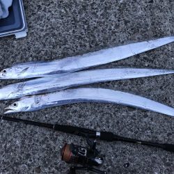 迷ったらタチウオ