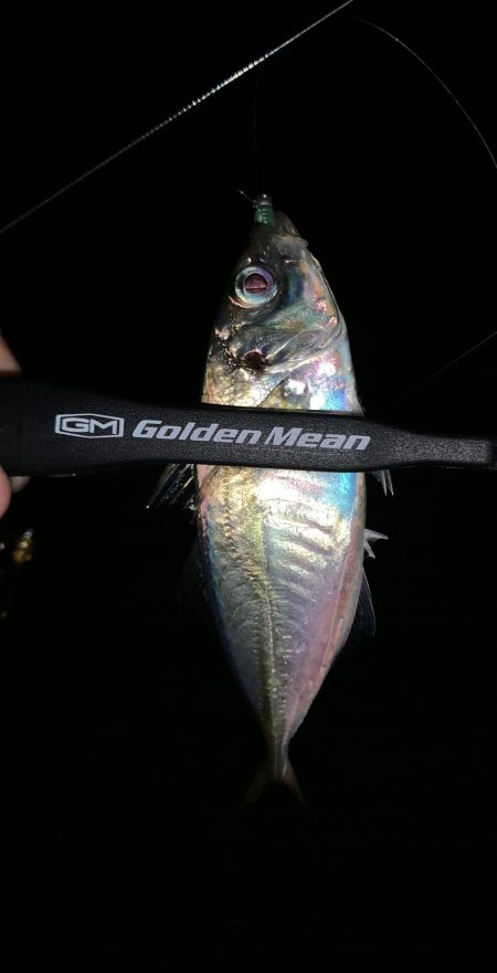 アジングのはずが