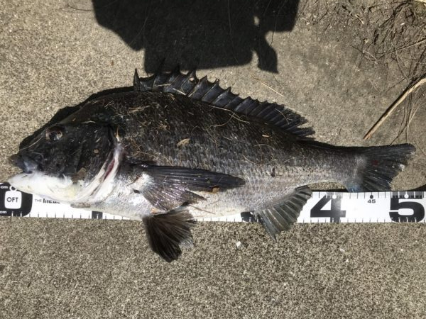 イチノ兄弟、釣果！