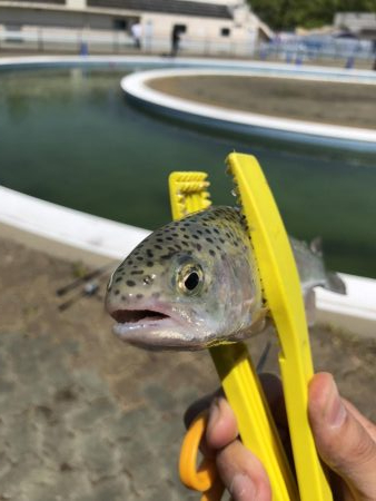 マス釣りリベンジ