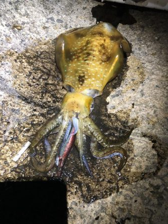 春イカ釣ったぞ。