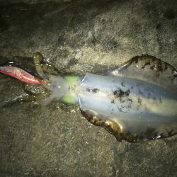 大きくないけど・・・