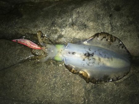 大きくないけど・・・