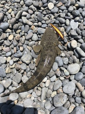 サーフ初ゲット。