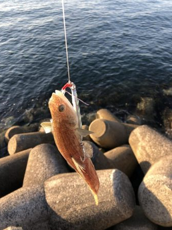 ショアジギング