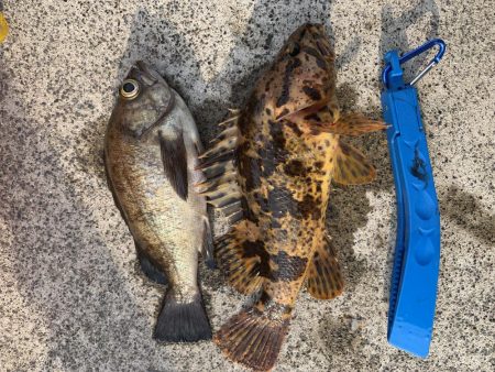 またタケノコメバルさんじゃないか！！