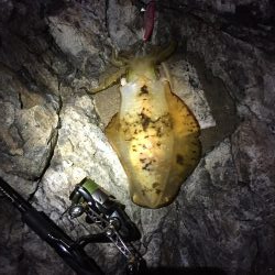 シブシブ エギング