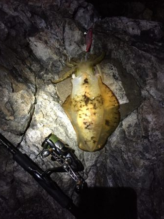 シブシブ エギング