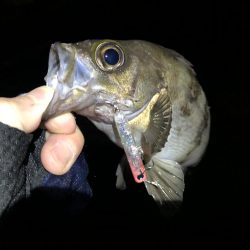 ナイトメバリング