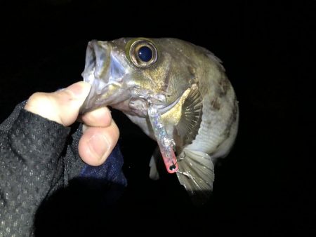 ナイトメバリング