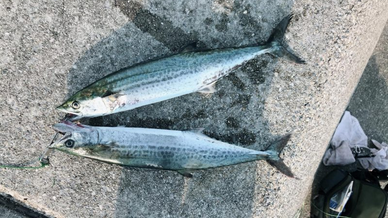 母の日のプレゼントにサゴシ