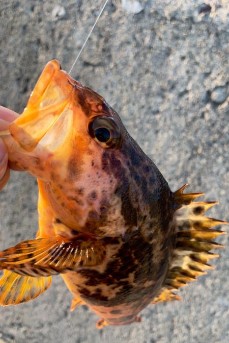 タケノコメバルさんじゃないか！