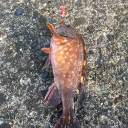 津田沖一文字でカサゴ祭