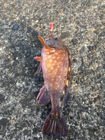 津田沖一文字でカサゴ祭