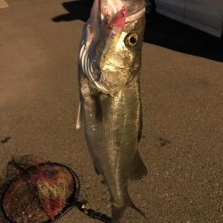 久々のオカッパリ