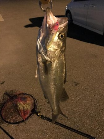 久々のオカッパリ