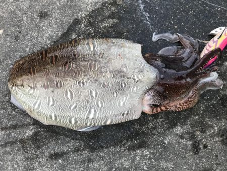 仕事終わりの釣り