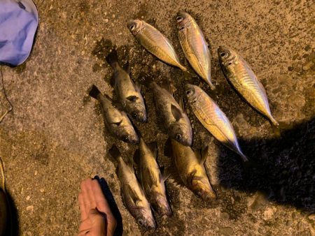 アジング！メバリング！