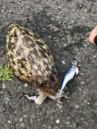 短時間で獲得！