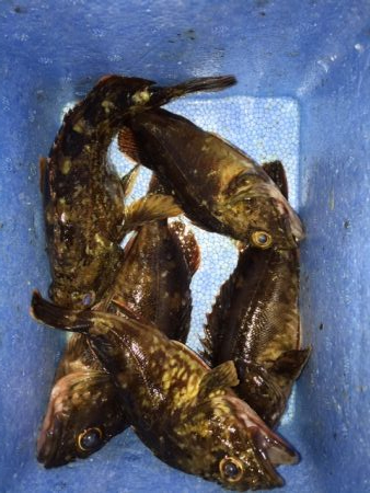 ライトワインド