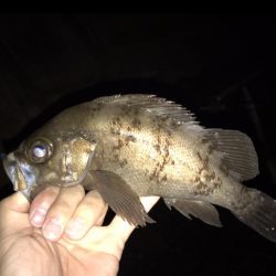 Light Game Fishing 2