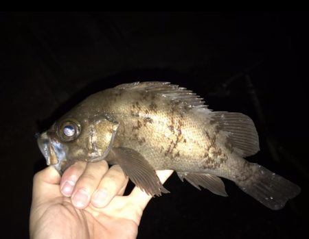 Light Game Fishing 2