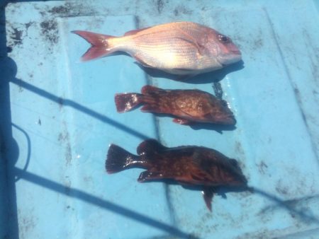 5月5日  紀中  タイラバ