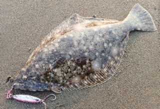 チヌ、ヒラメ狙いで