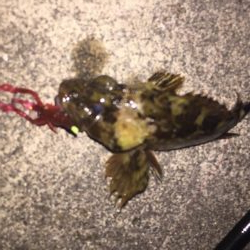 母の日 ガッシー!