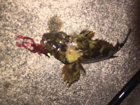 母の日 ガッシー!