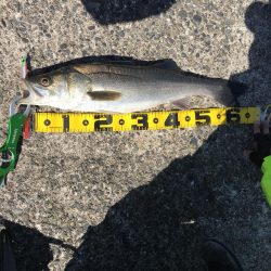 厳しい中の一枚