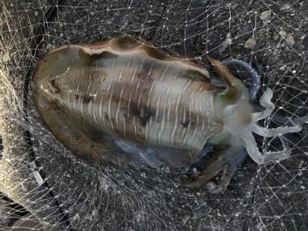 仕事終わりの釣り ２