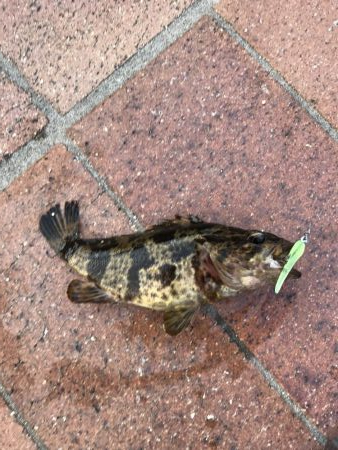 メバル・タケノコ掘り