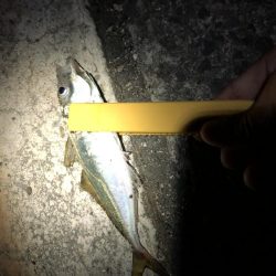 アジのなめろうが食べたくて